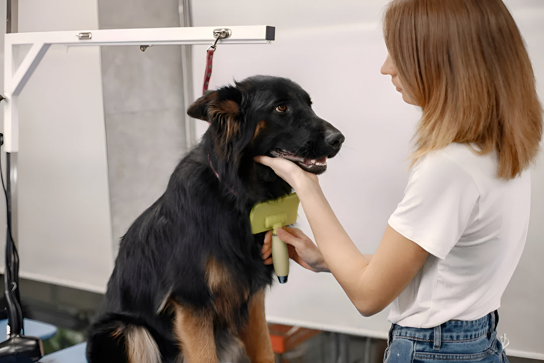 Essential Pet Grooming Tips For Healthier Pet